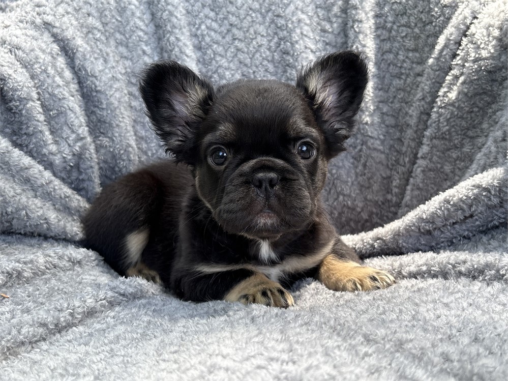 French Bulldog