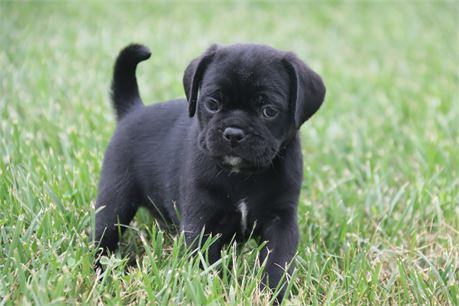 Male Puggle
