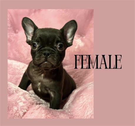 French Bulldog