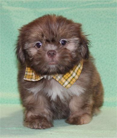 Playful Shih Tzu Male