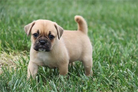Female Puggle