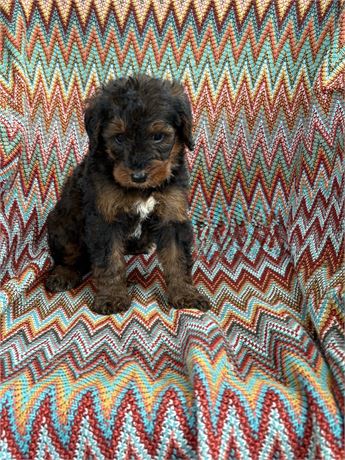 Bernedoodle clean usda