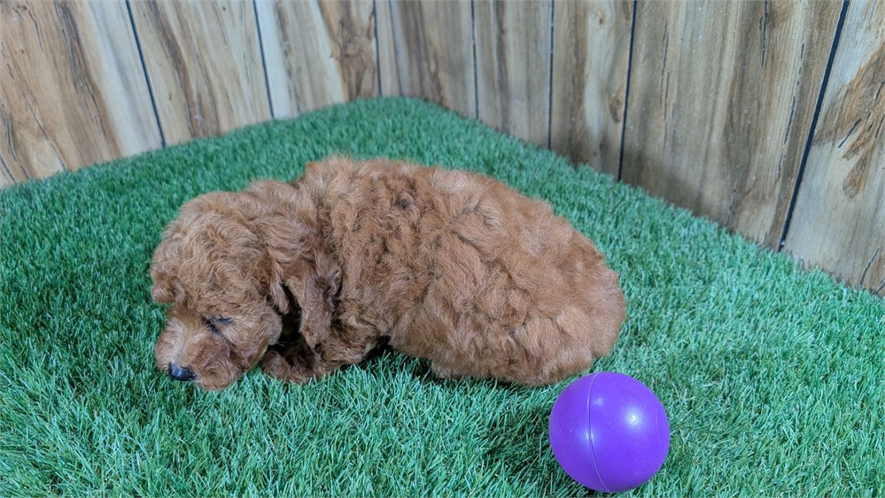 Red Female Mini Poodle