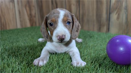 Femal Chocolate & White Dapple Dachshund