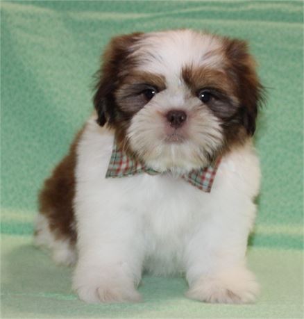 Spunky Shih Tzu Male