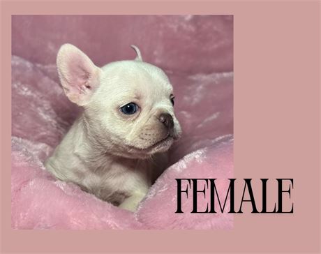 French Bulldog