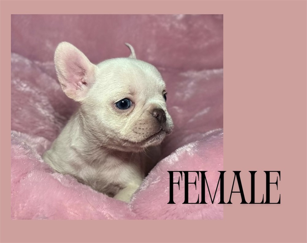 French Bulldog