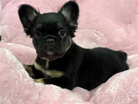 French Bulldog