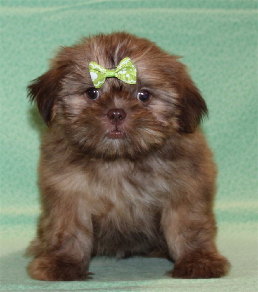 Precious Shih Tzu Female