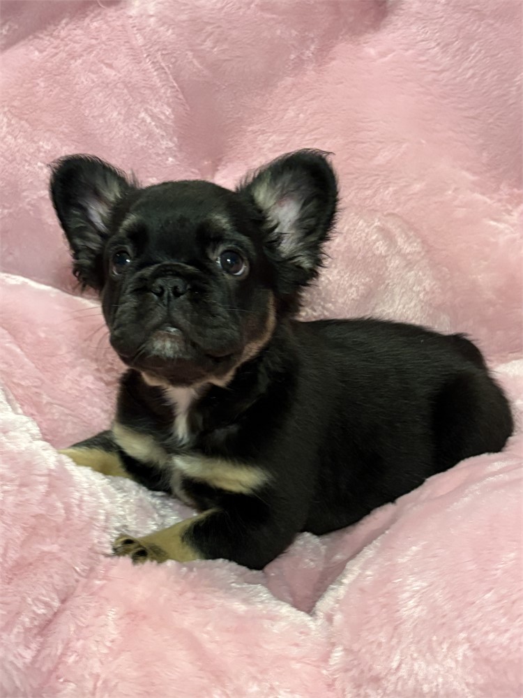 French Bulldog