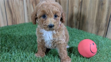 Red Female Mini Poodle