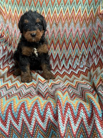 Bernedoodle clean usda