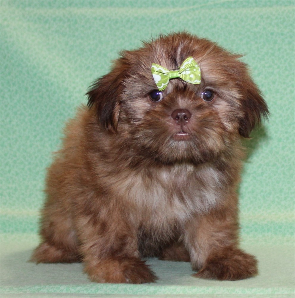 Precious Shih Tzu Female