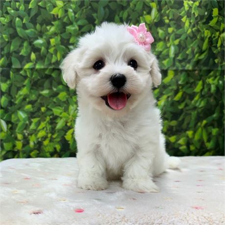 Cotonese (Maltese/Coton de Tulear Mix)