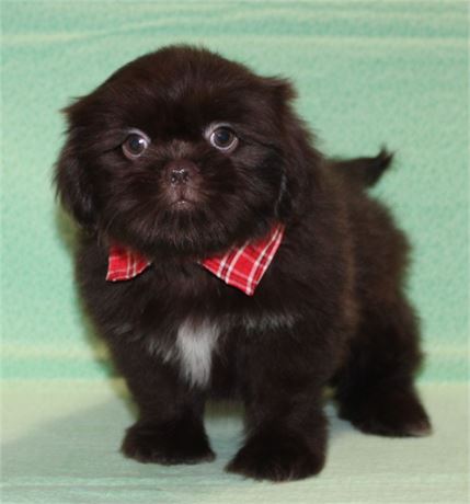 Handsome Shih Tzu Male