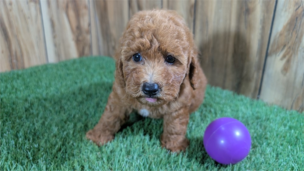 Red Female Mini Poodle