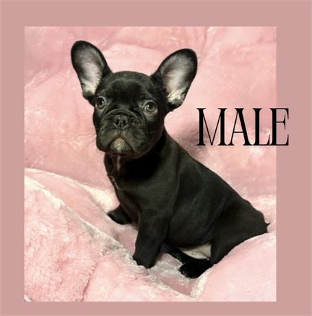 French Bulldog