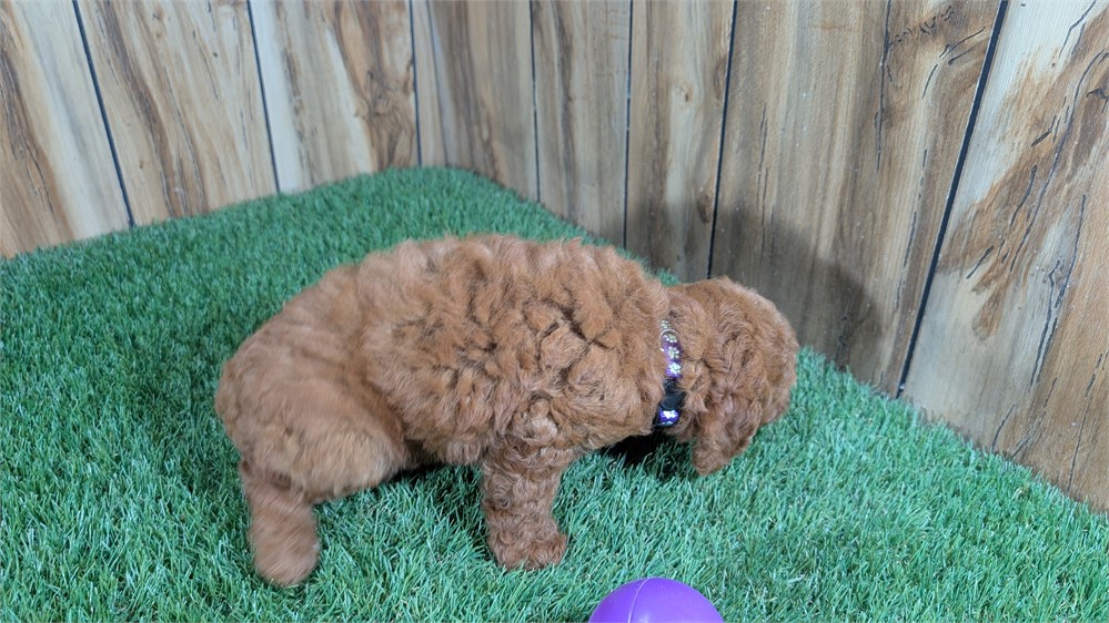 Red Female Mini Poodle
