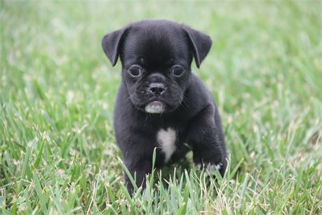 Male Puggle