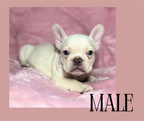 French Bulldog