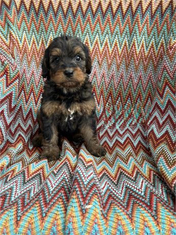 Bernedoodle clean usda
