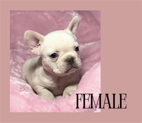 French Bulldog