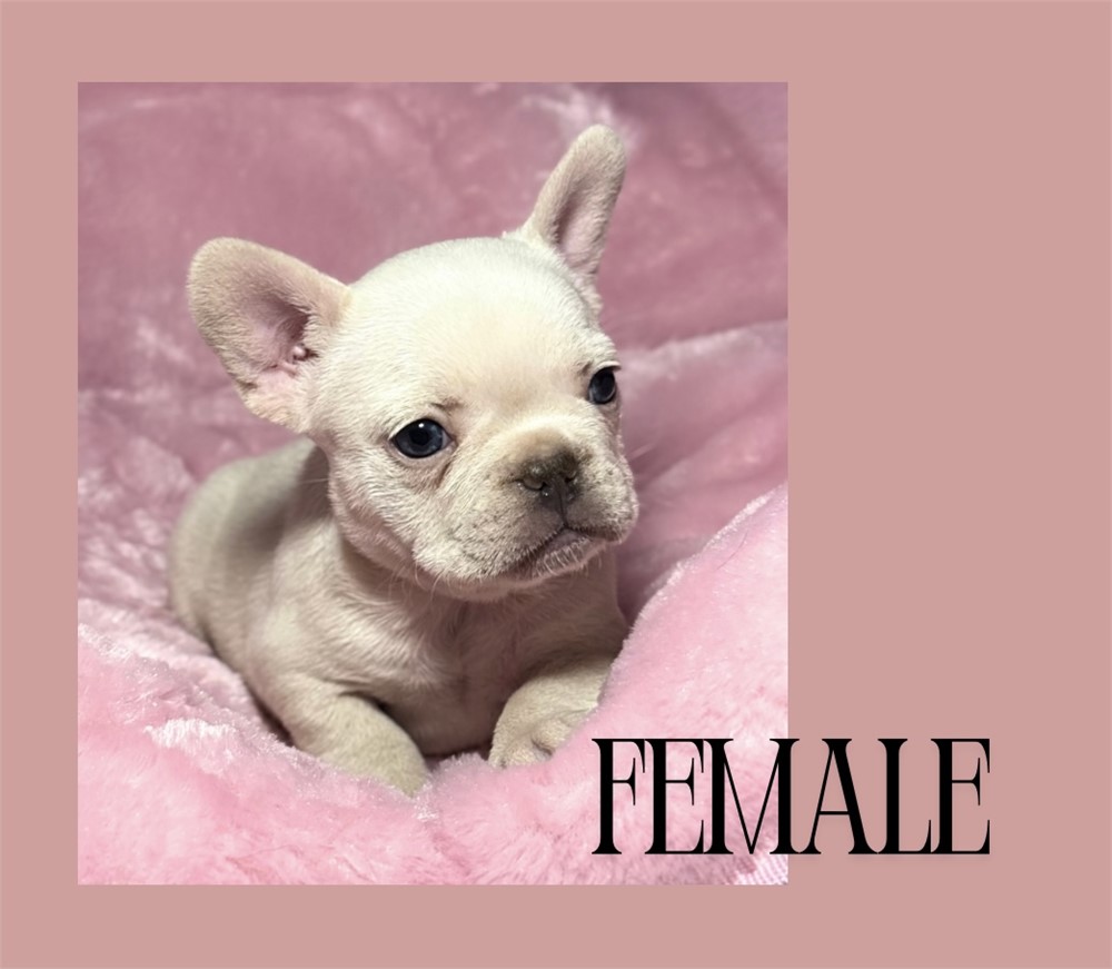 French Bulldog