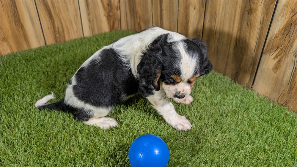 Tri Male Cavalier