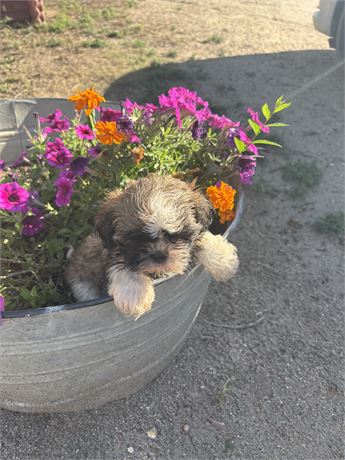 Shih Tzu Male