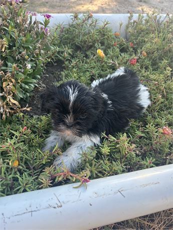 Shih Tzu Male