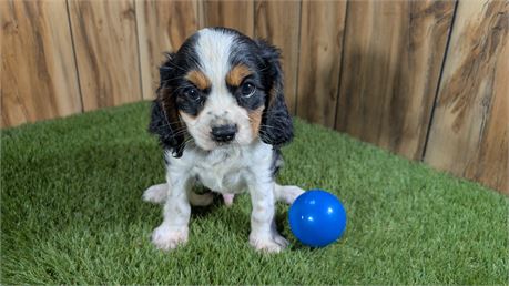 Tri Male Cavalier