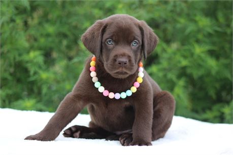 AKC Chocolate Female
