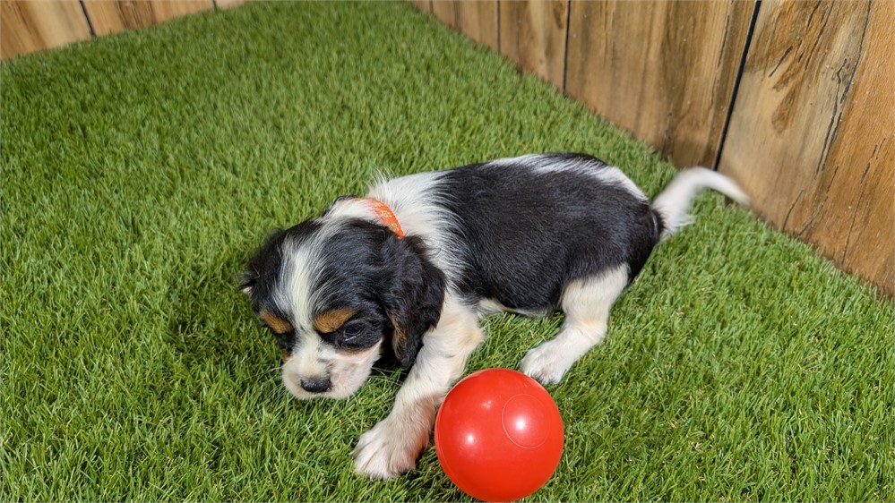 Tri Female Cavalier