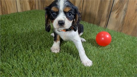 Tri Female Cavalier