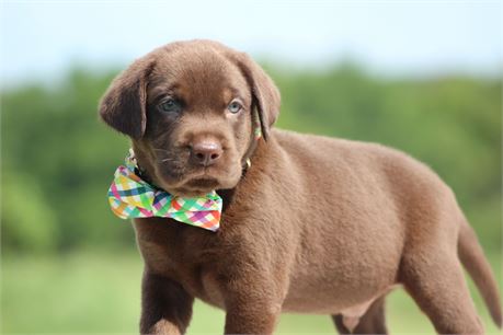 AKC Chocolate Male