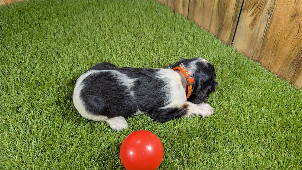 Tri Female Cavalier