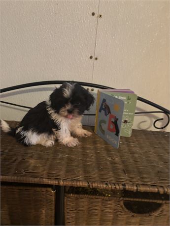 Shih Tzu Male