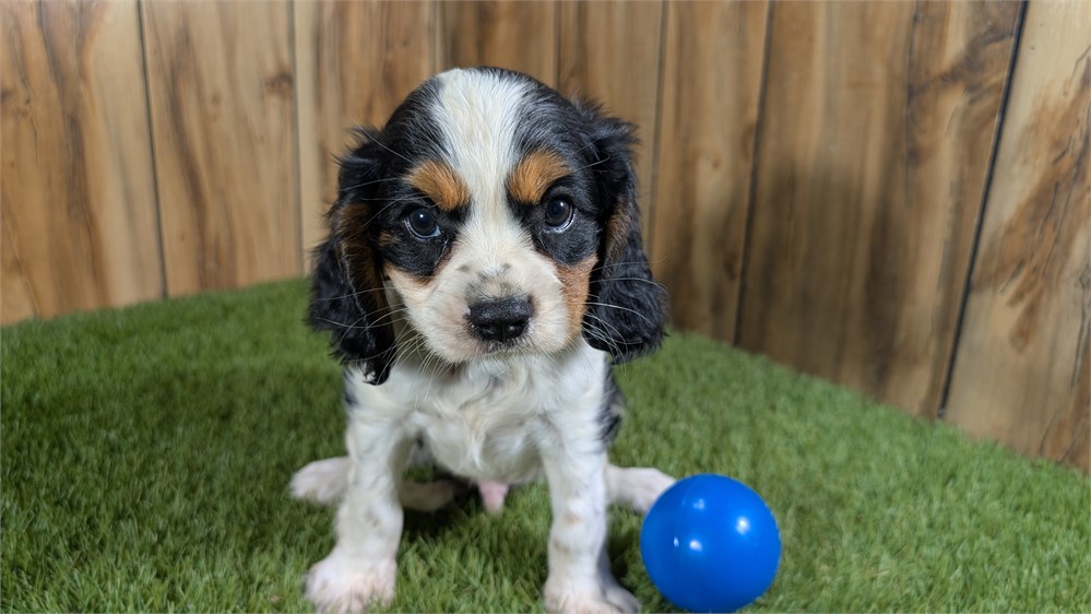 Tri Male Cavalier