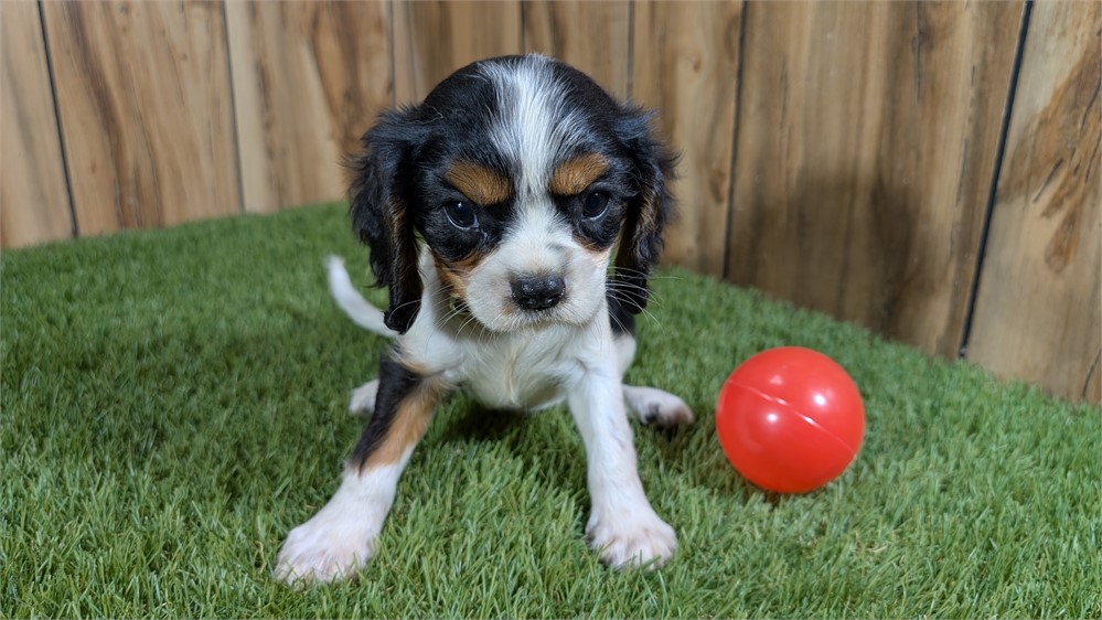 Tri Female Cavalier