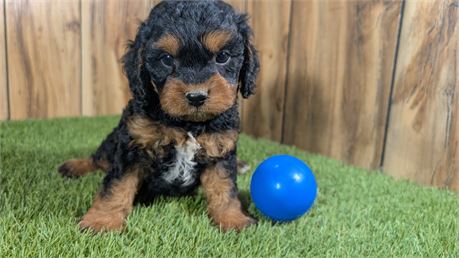 Male Cavapoo