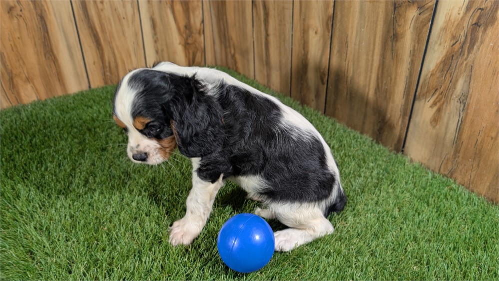 Tri Male Cavalier