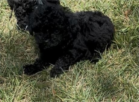 TINY LITTLE TOY POODLE (F)