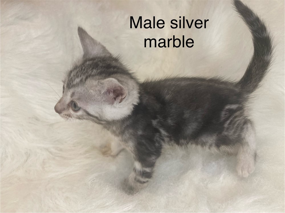 Gray male bengal