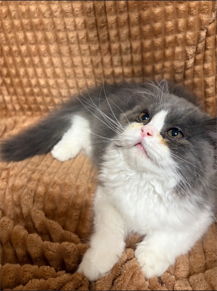 Handsome Persian Male