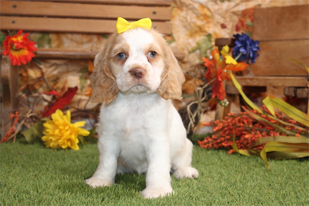 BUFF AND WHITE PARTI FEMALE 814