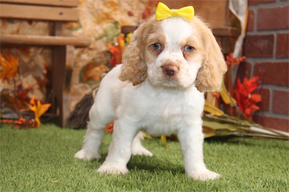 BUFF AND WHITE PARTI FEMALE 814