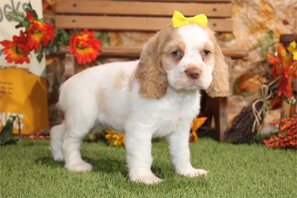 BUFF AND WHITE PARTI FEMALE 814