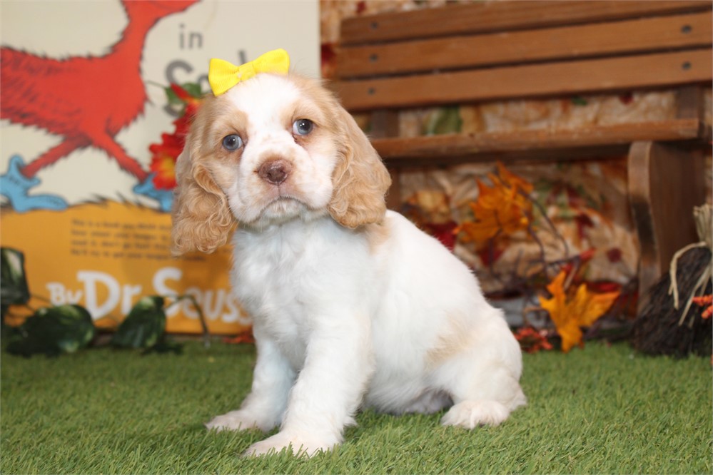 BUFF AND WHITE PARTI FEMALE 814