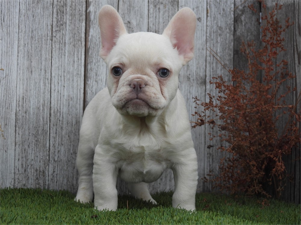 APRI FRENCHIE VERY NICE LITTLE BOY