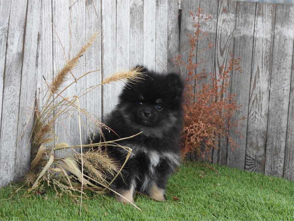 APRI POM VERY NICE LITTLE GIRL